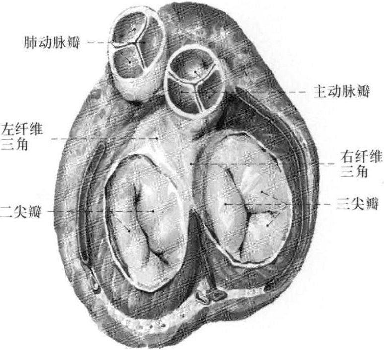 三、心的构造